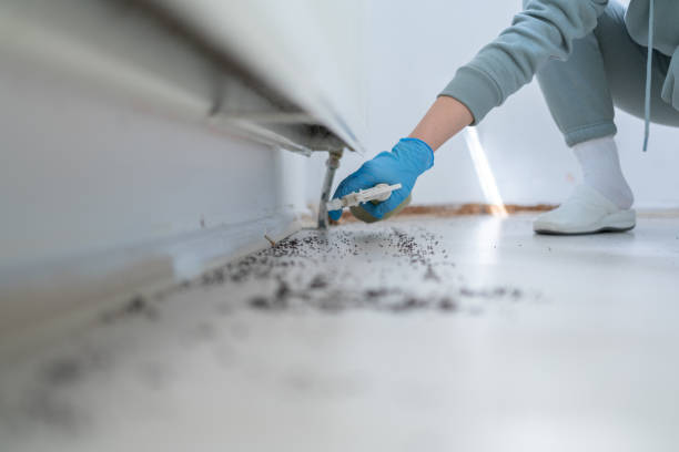 Flea Control Services in Morrison, IL